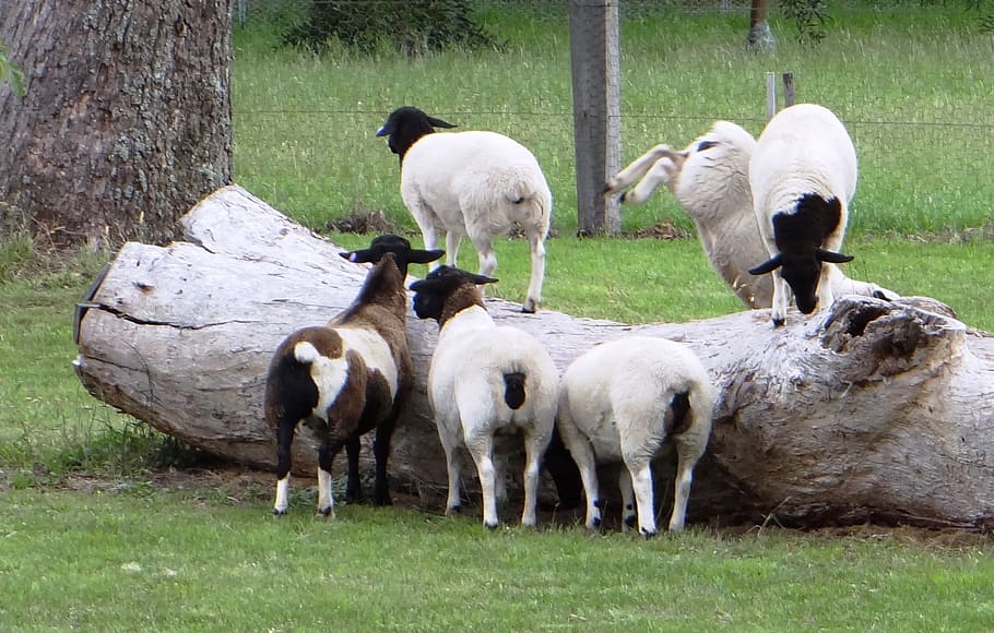 sheep, lambs, flock, farm, agriculture, livestock, animal, grass HD wallpaper