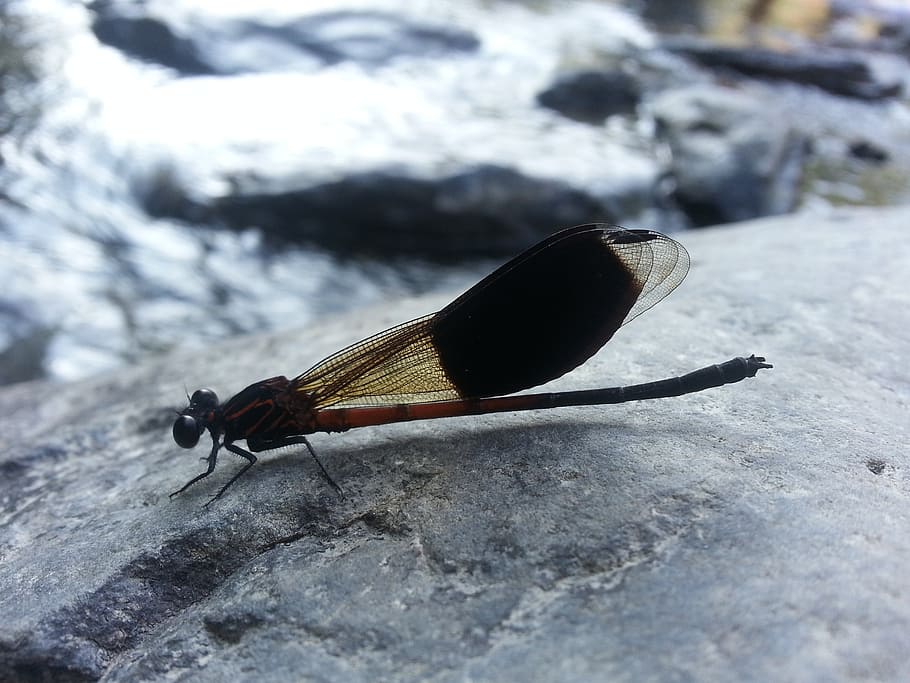 damselfly, stream, quentin chong, one animal, invertebrate HD wallpaper