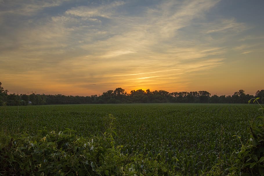 sunset, corn field, nature, landscape, summer, rural, sky, cloud HD wallpaper