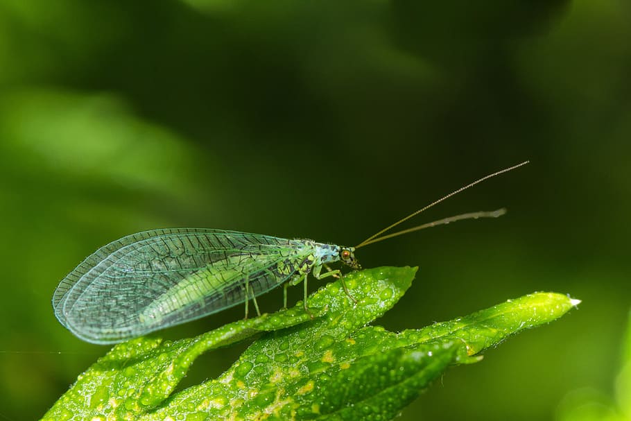 lacewing, insect, fly, green, flight insect, close, blossom, HD wallpaper