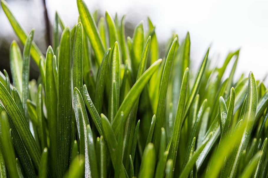 grass, green, spring, nature, green color, plant, growth, close-up HD wallpaper