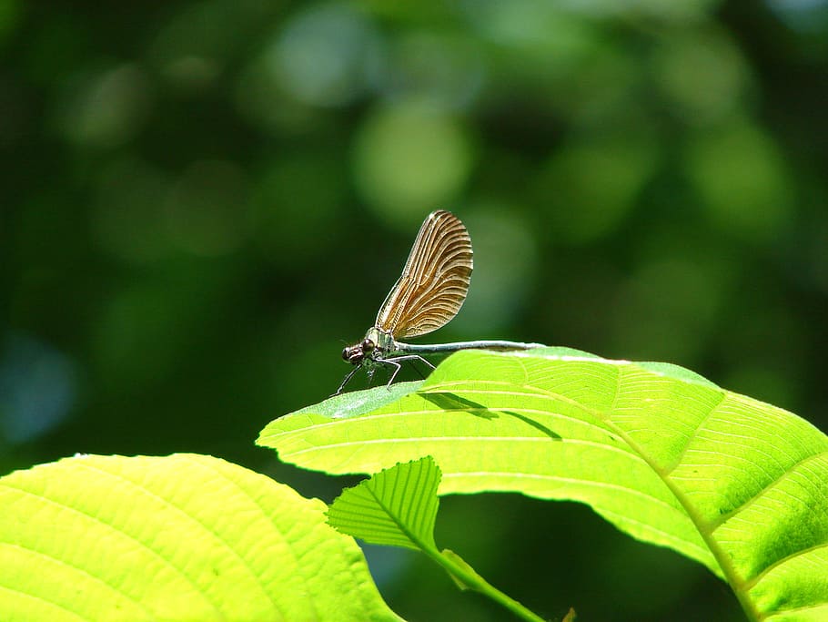 nature, leaf, insect, green, dragonfly, invertebrate, plant part HD wallpaper