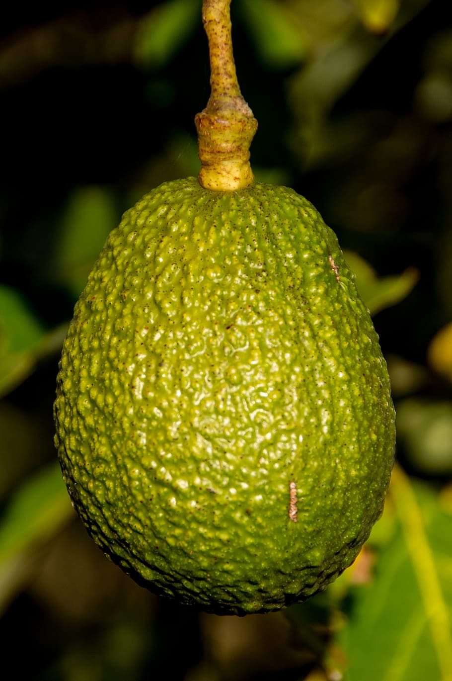 hass avocado, fruit, tree, green, growing, close-up, freshness