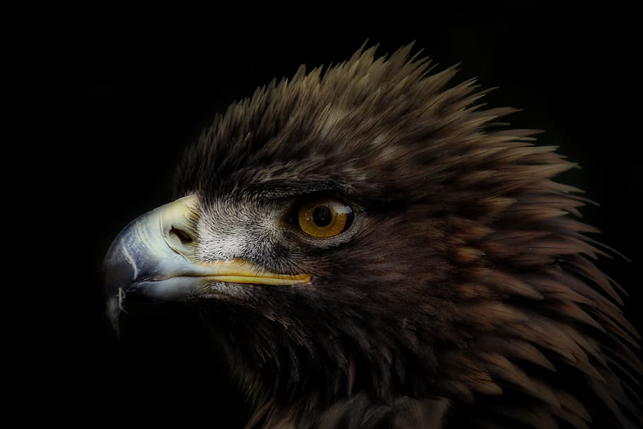 close up photography of brown and white eagle, Bald Eagle, closeup photography