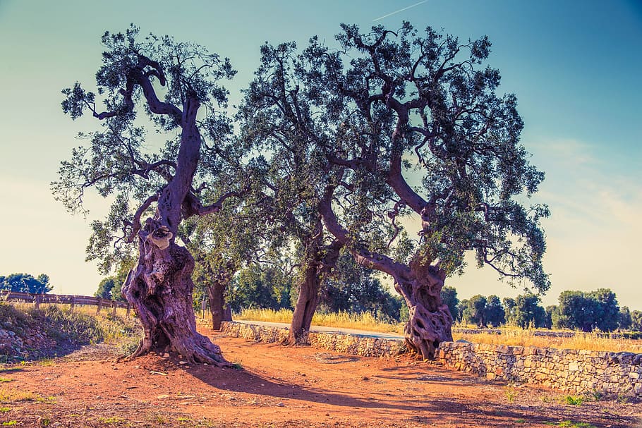 olive trees, puglia, italy, nature, landscape, green, mediterranean, HD wallpaper