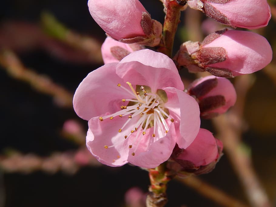 Spring, Peach, Color, Pink, Happy Easter, blossom, bloom, flower HD wallpaper