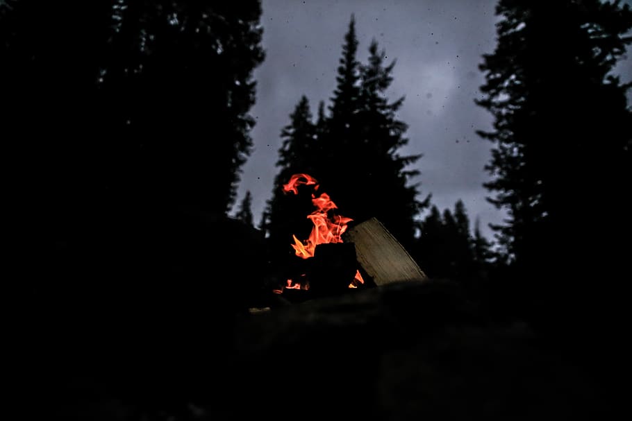 bonfire in the middle of forest during night time, bonfire near trees at nighttime HD wallpaper
