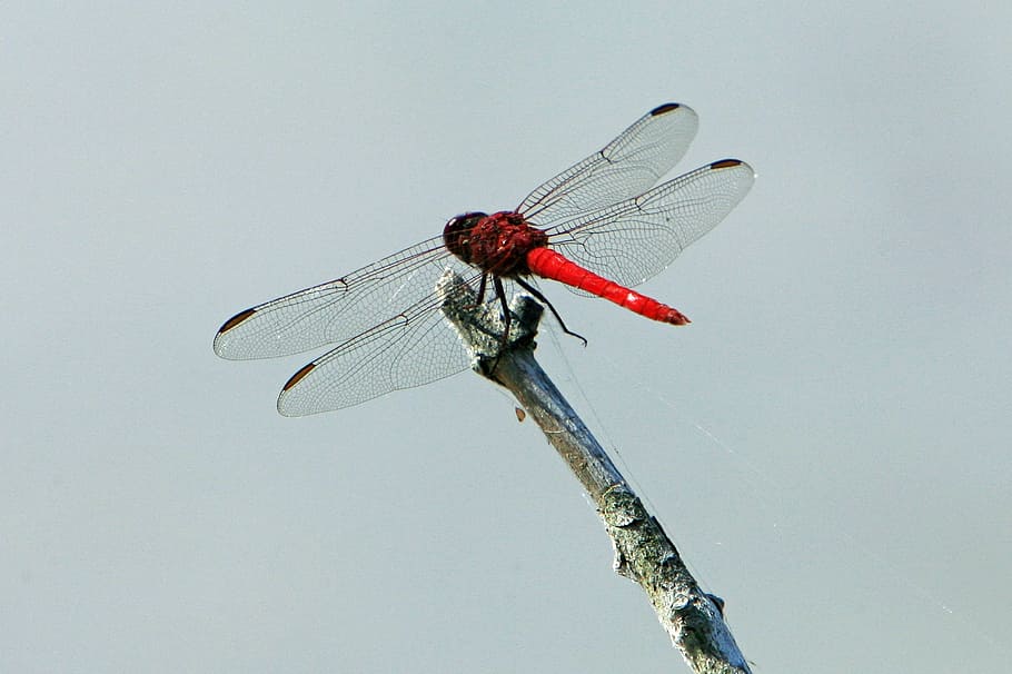 dragonfly, insect, common skimmer, bug, macro, close up, wings HD wallpaper