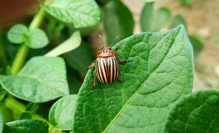 satellite potato, insect, beetle, invertebrate, animal wildlife HD wallpaper