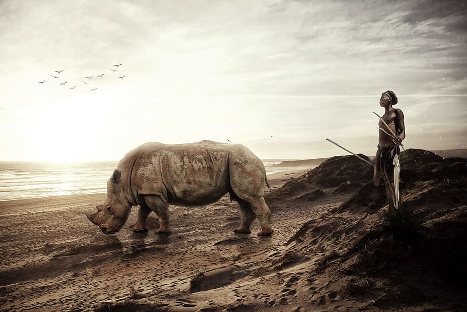 grey rhino near man in white bottoms holding sticks, passenger HD wallpaper