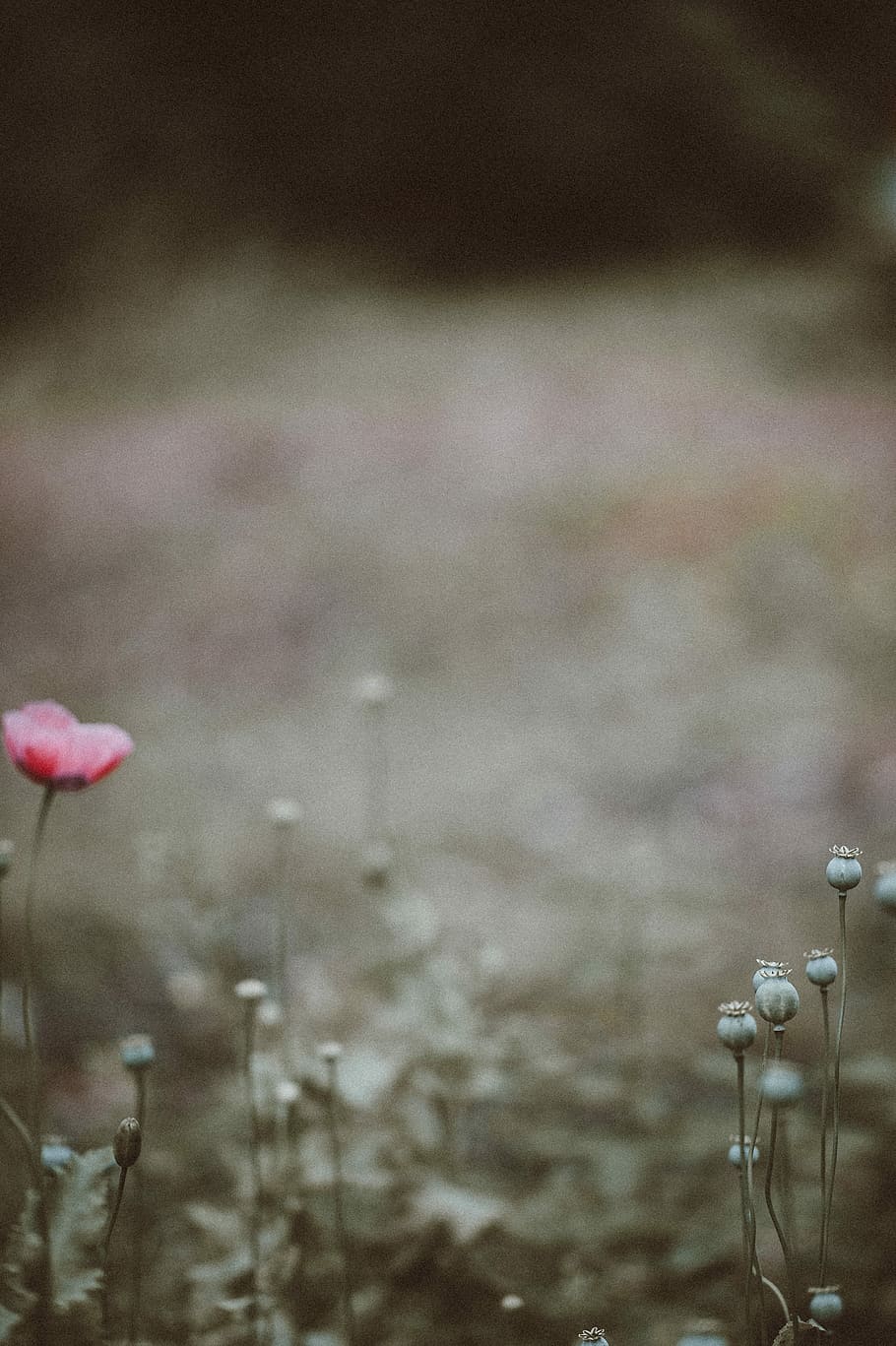 shallow focus photography of flowers, poppy, plant, green, soft, HD wallpaper