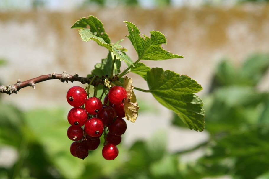 selective focus photo of red cherries, fruit, currant, shrub HD wallpaper