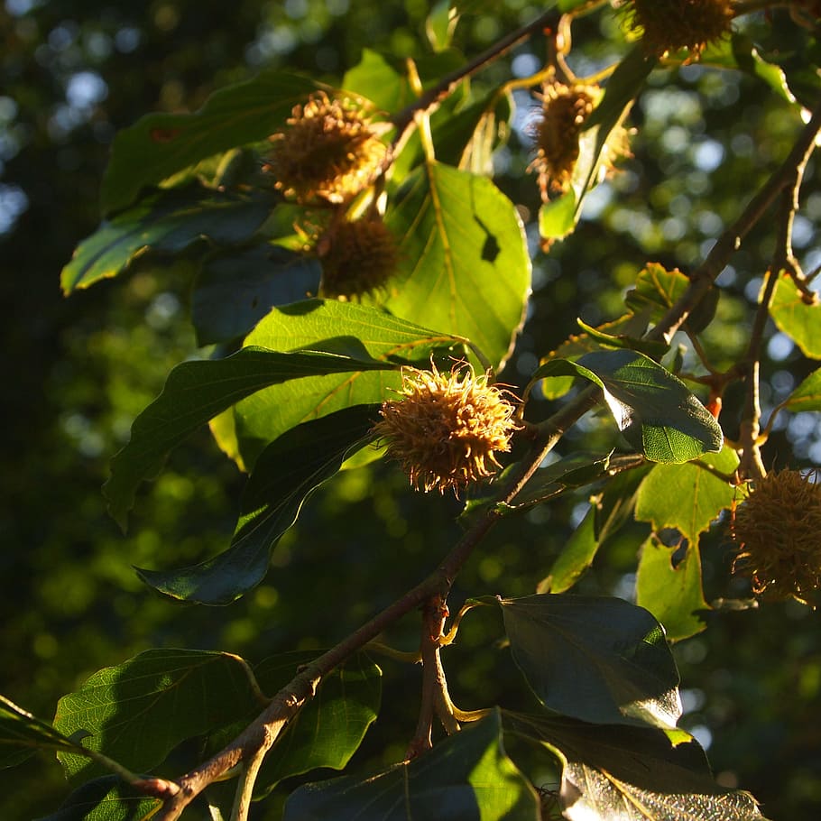 Beech, Nuts, Summer, Tree, Green, Sheet, beech nuts, leaves HD wallpaper
