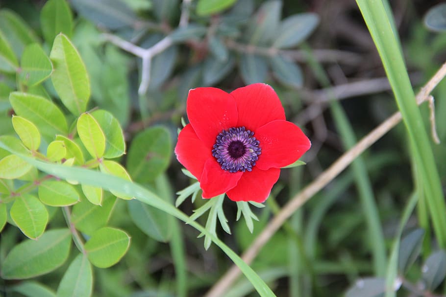 Meadow, Spring, Little, Flower, summer, red, bloom, nature HD wallpaper