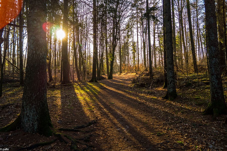 person showing sun rays through forest during daytime, light, HD wallpaper