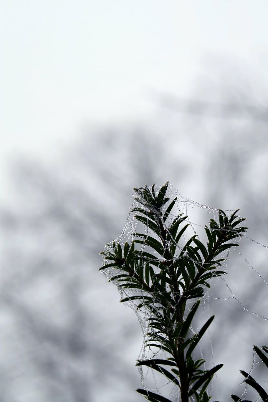 spruce, cobweb, ice, not cold, frost, frosted, morning, cool HD wallpaper