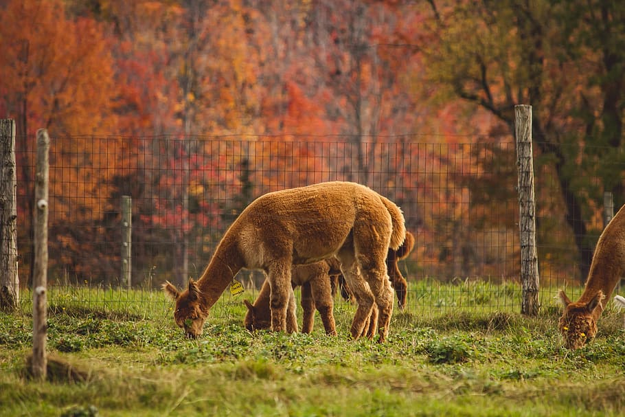 herd of animal eating grasses, herd of deer eating grass near fence HD wallpaper