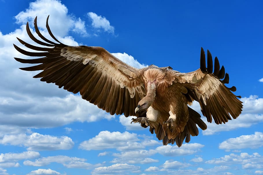 flying vulture, bird, prey, approach, feather, plumage, nature, HD wallpaper