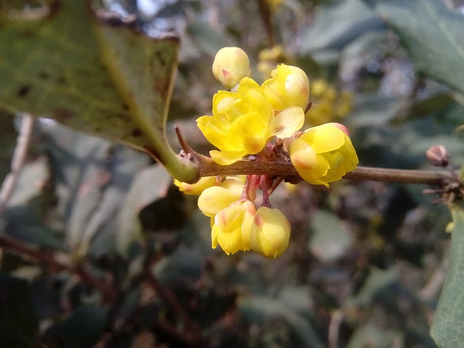 nature, flora, leaf, fruit, tree, plant, yellow, growth, flowering plant HD wallpaper