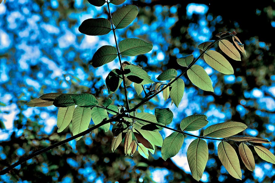 forest, a branch, foliage, nature, spring, tree, plant, leaf HD wallpaper