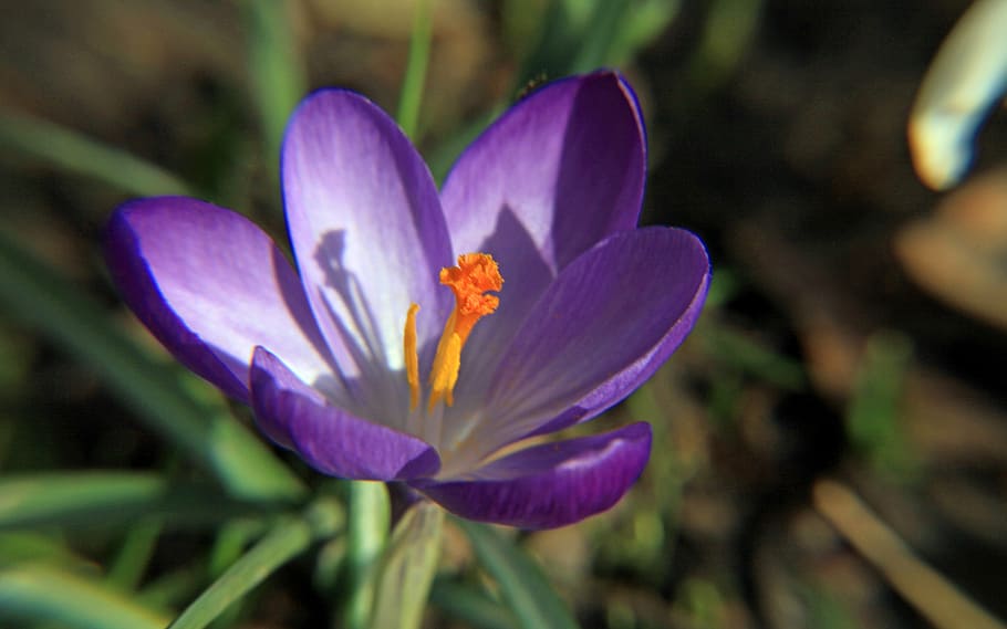 crocus, purple, macro, blossom, bloom, close, spring flower HD wallpaper