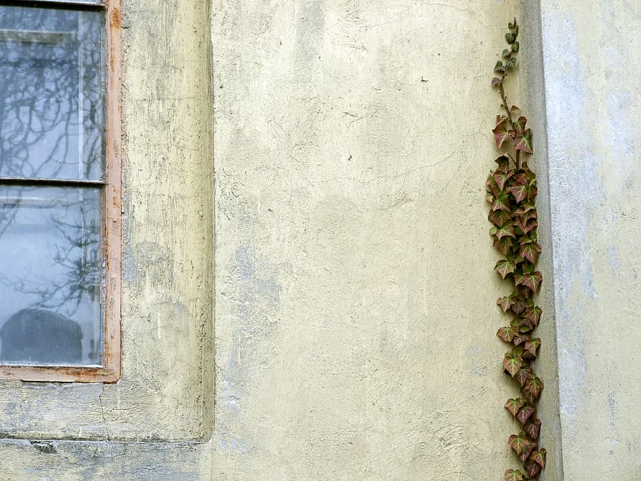 slovakia, modra, church, window, old, ivy, wall - Building Feature HD wallpaper