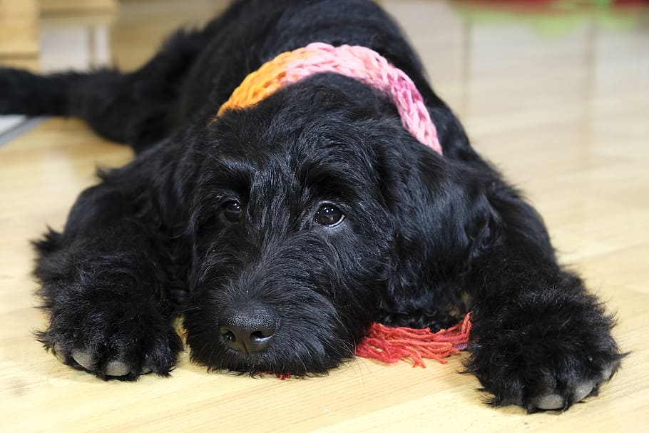 long-coated black dog on floor, puppy, labradoodle, schnauzer, HD wallpaper