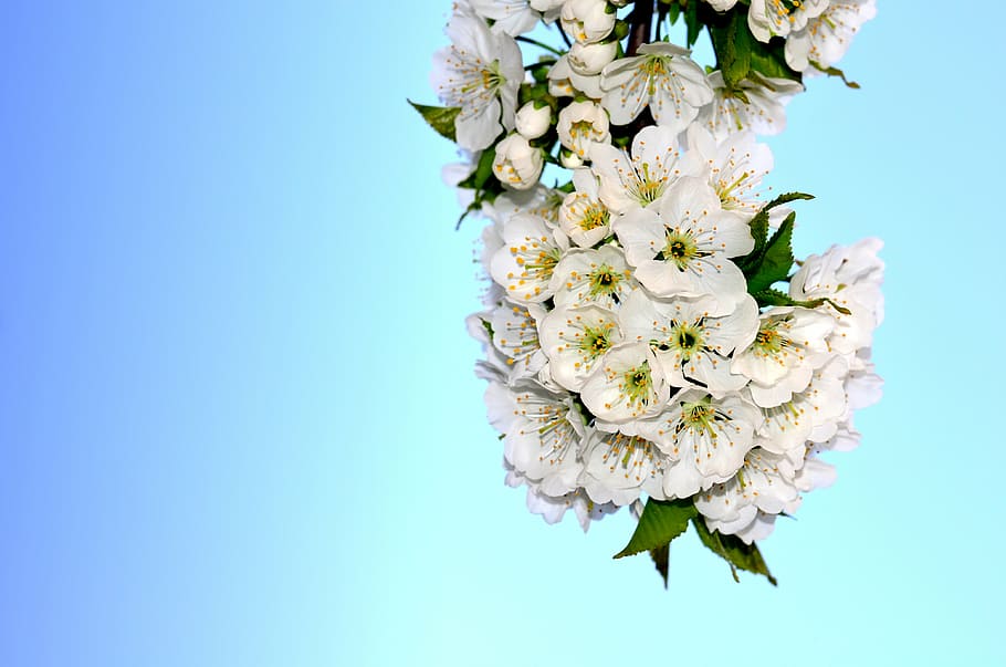 white flowers, cherry, spring, spring flowers, bloom, cherry blossom HD wallpaper