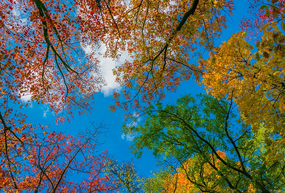 tree, fall, season, branch, leaf, low angle view, sky, plant HD wallpaper