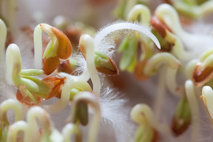 seedling, cress, plant, developing germ, embryophyta, germ leaves HD wallpaper