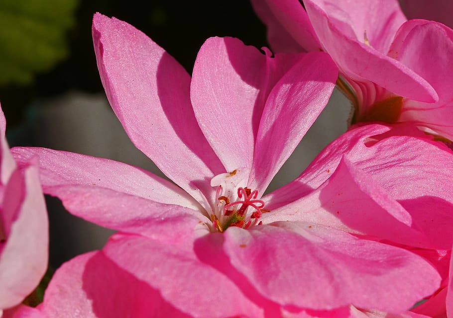 pink flowers, geranium, blossom, bloom, center, stamens, stamp HD wallpaper