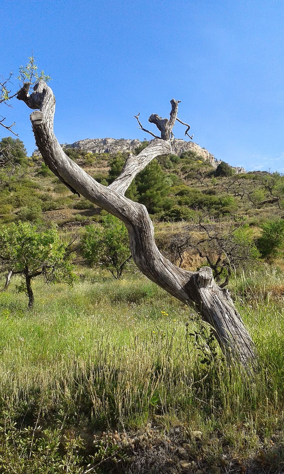 almond tree, sky, trunk, plant, grass, land, nature, tranquility HD wallpaper