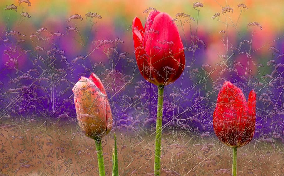 Flowers, Tulips, red, growth, nature, poppy, plant, beauty in nature HD wallpaper