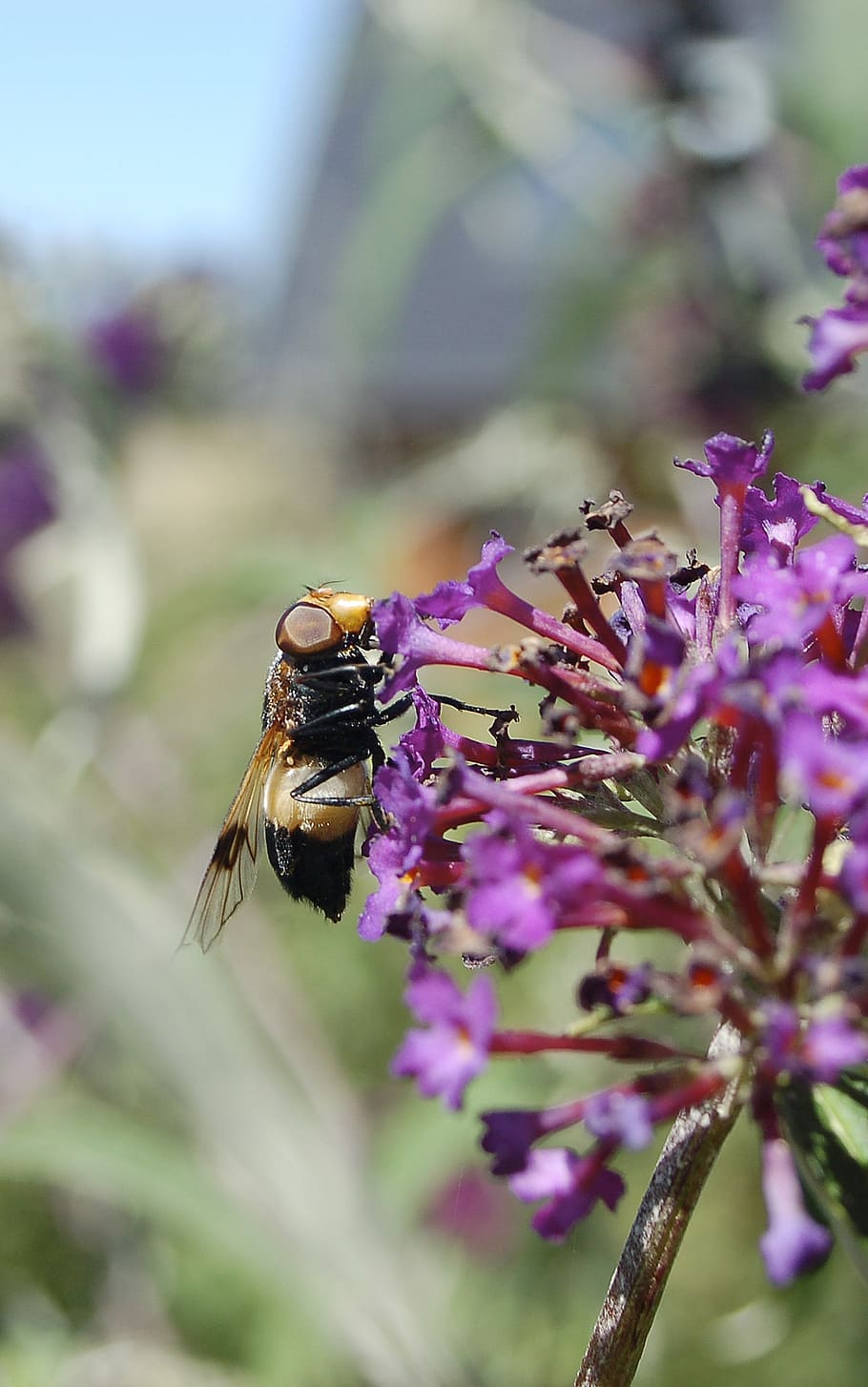 natural, insect, fly, summer, flower, flowering plant, invertebrate HD wallpaper