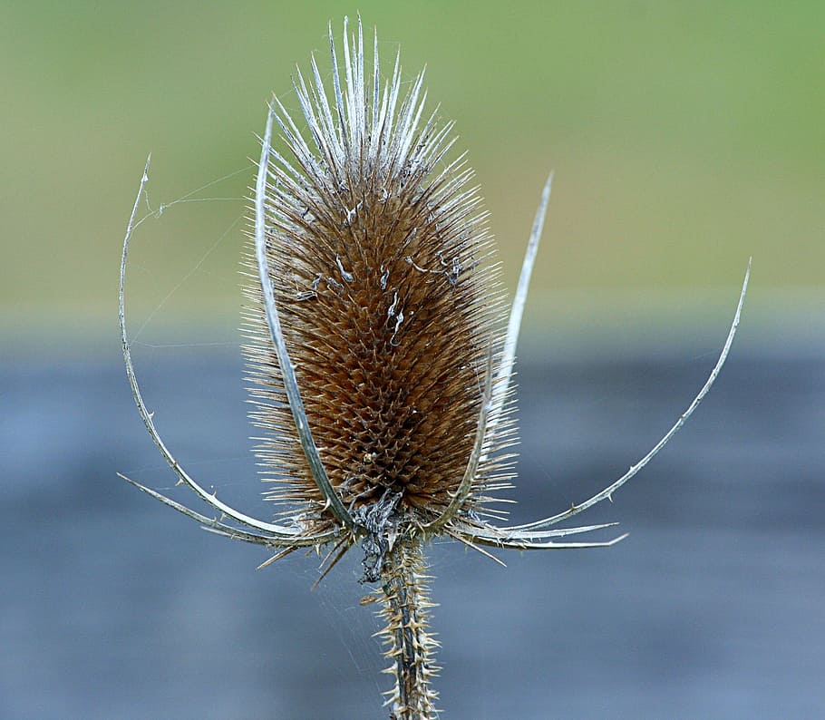 teasel, dipsacus, prickly, teazel, teazle, floral, natural, HD wallpaper