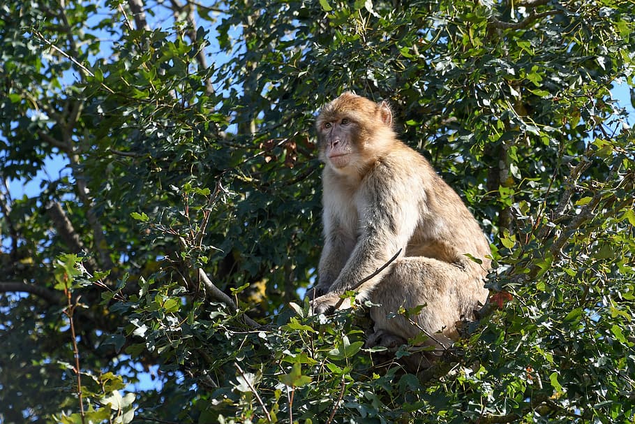 monkey, tree, barbary macaque, magot, animal wildlife, animal themes HD wallpaper