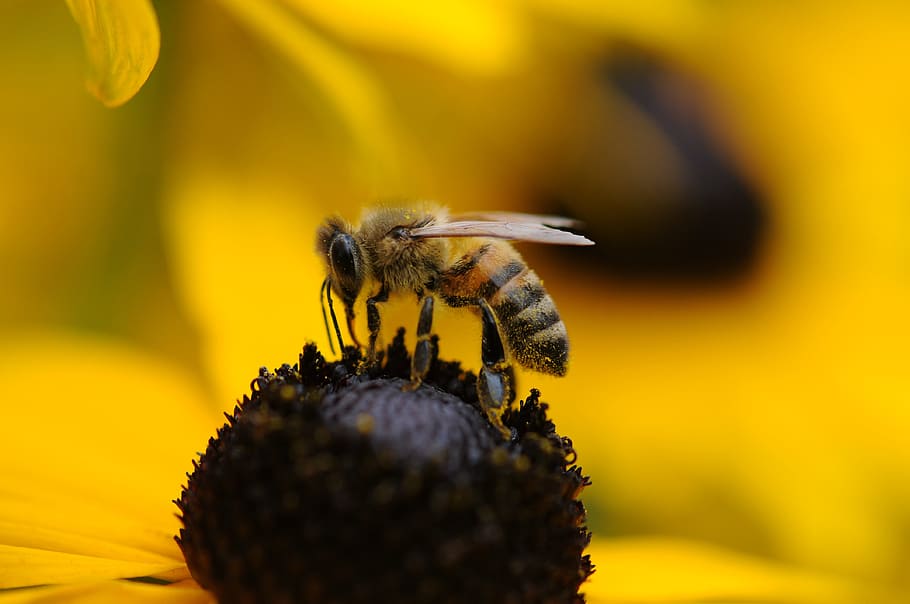 honeybee above yellow flower closeup photography, wasp, spring HD wallpaper