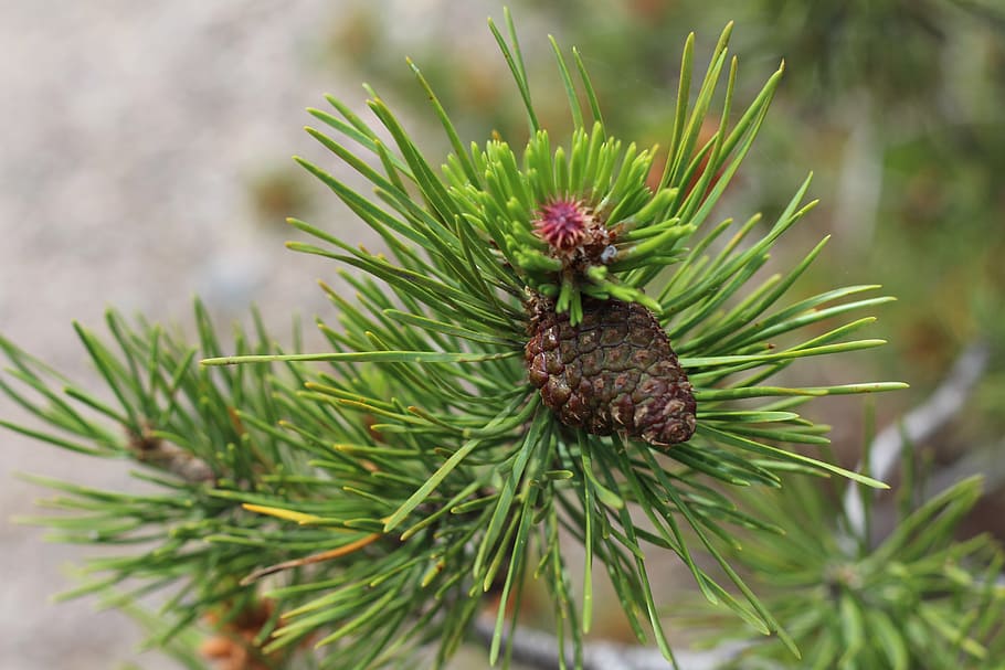 Online crop | HD wallpaper: pine, tree, bud, needles, pine tree, green