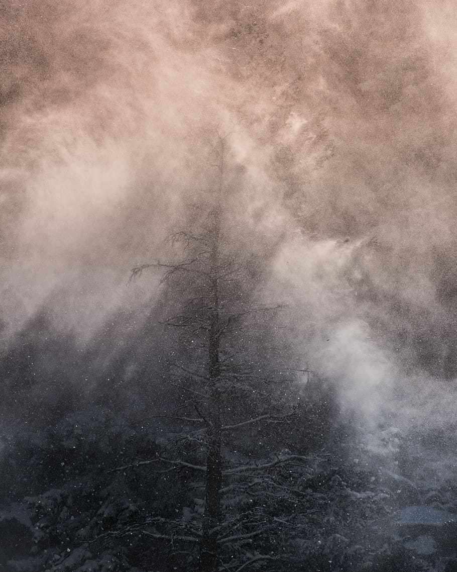 leafless tree covered with white fog, rainstorm wither tree, snow HD wallpaper