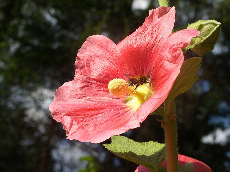 flower, bee, pollination, insect, spring, nature, mallow, flowering plant HD wallpaper