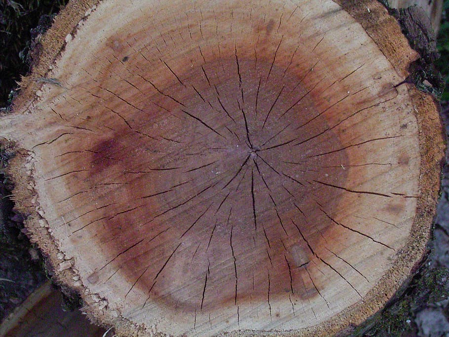 wood, annual rings, tree, pattern, tribe, grain, bark, brown, HD wallpaper