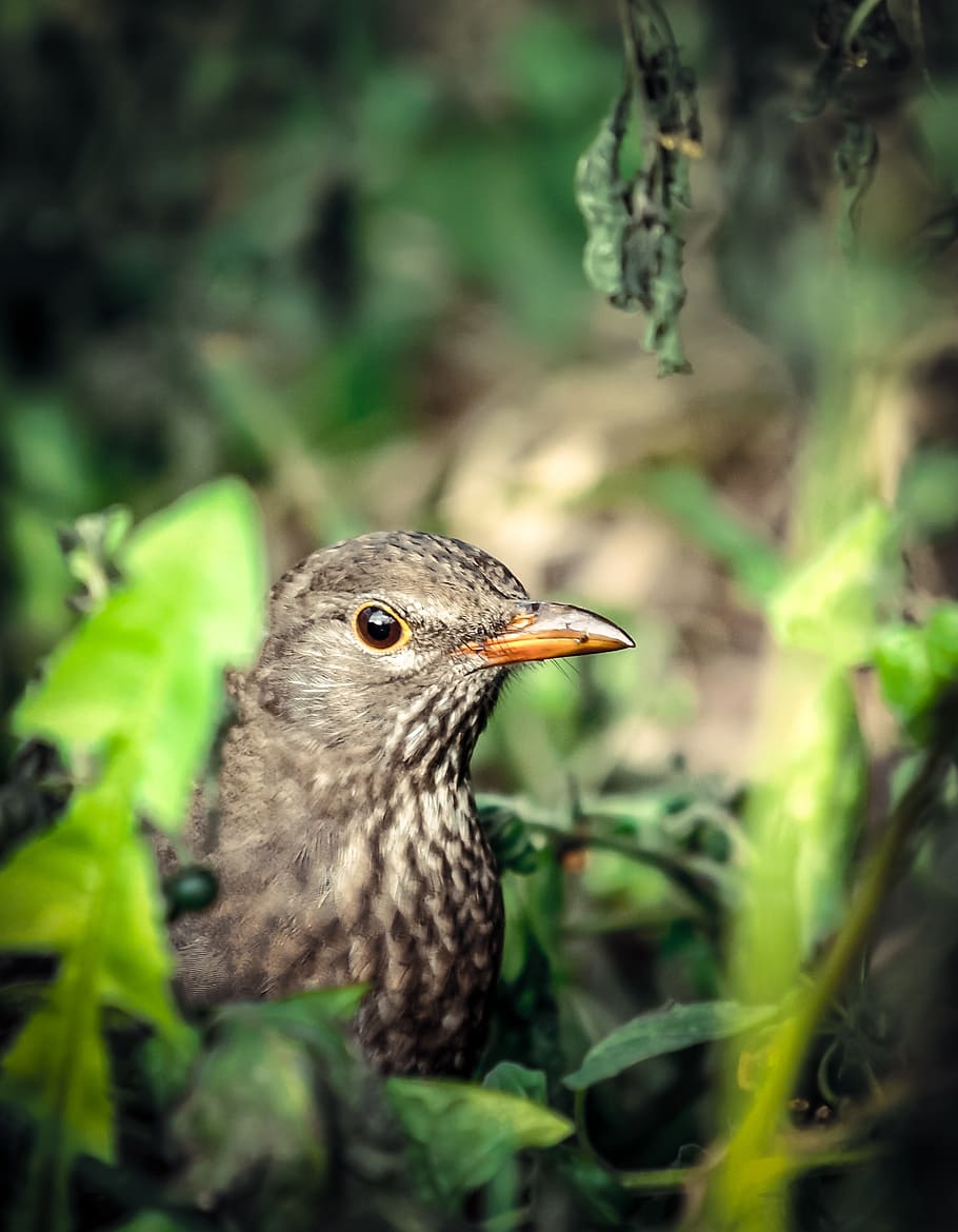 bird, nature, grass, spring, animal themes, vertebrate, animals in the wild HD wallpaper