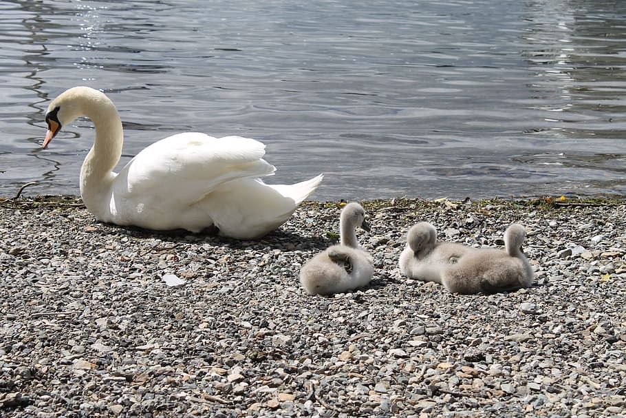 Swans, Cygnets, Chicks, Feathers, Water, bird, animal, nature HD wallpaper
