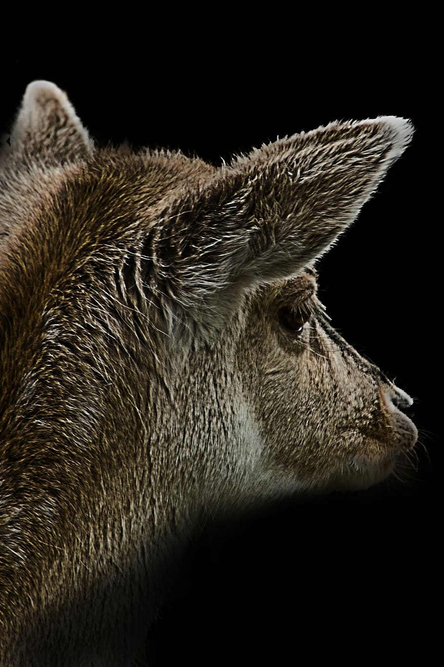 Deer, Animal, Animals, one animal, black background, animal body part HD wallpaper