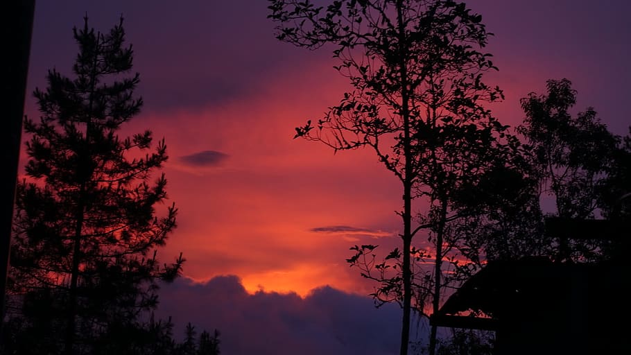 tree, dawn, nature, landscape, plant, sky, silhouette, beauty in nature HD wallpaper