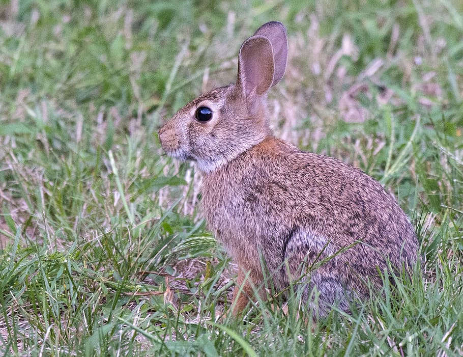 bunny, easter, cottontail, one animal, animal themes, animal wildlife HD wallpaper