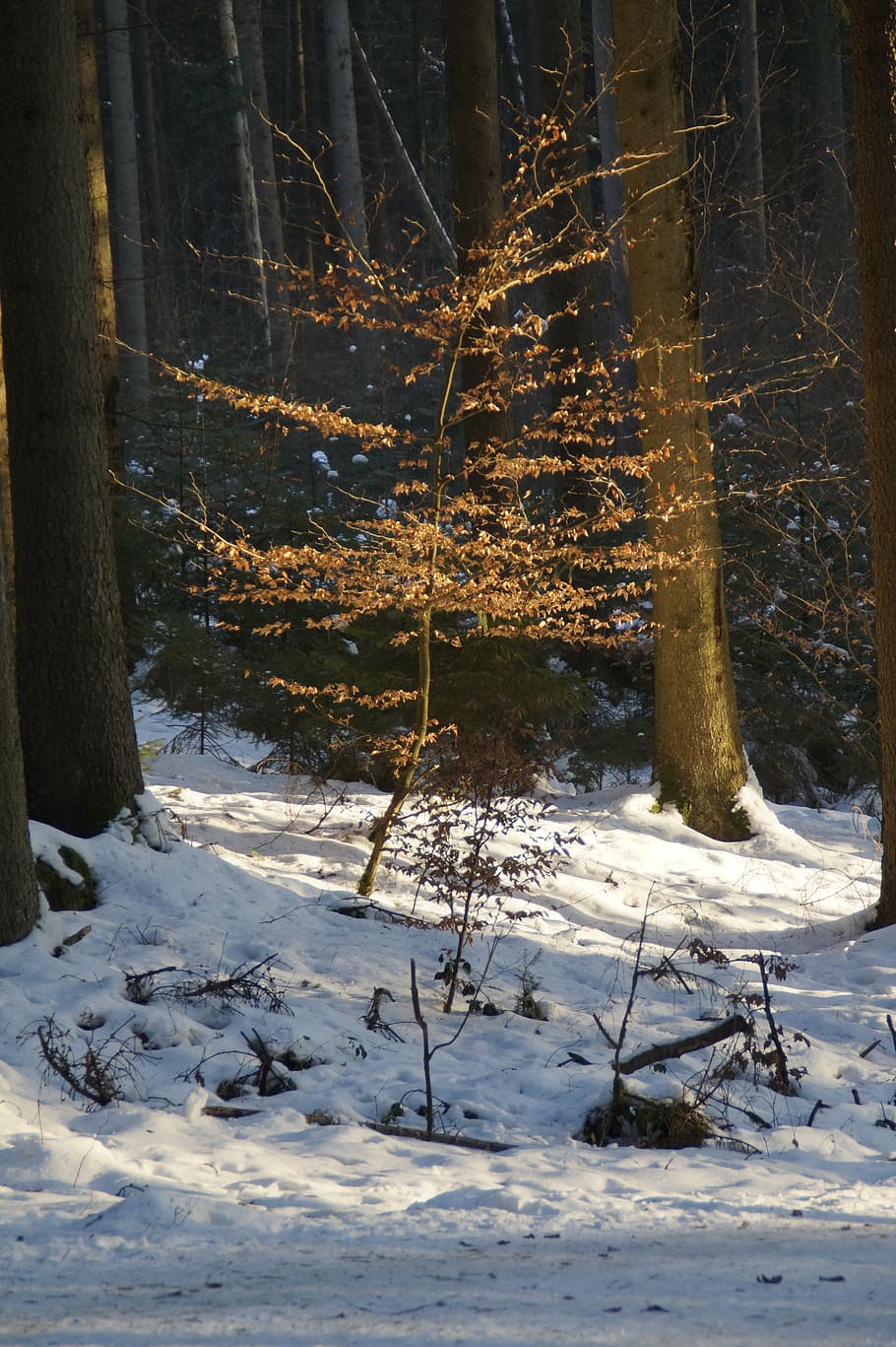 tree, small, forest, glade, illuminated, lit up, winter, wintry HD wallpaper