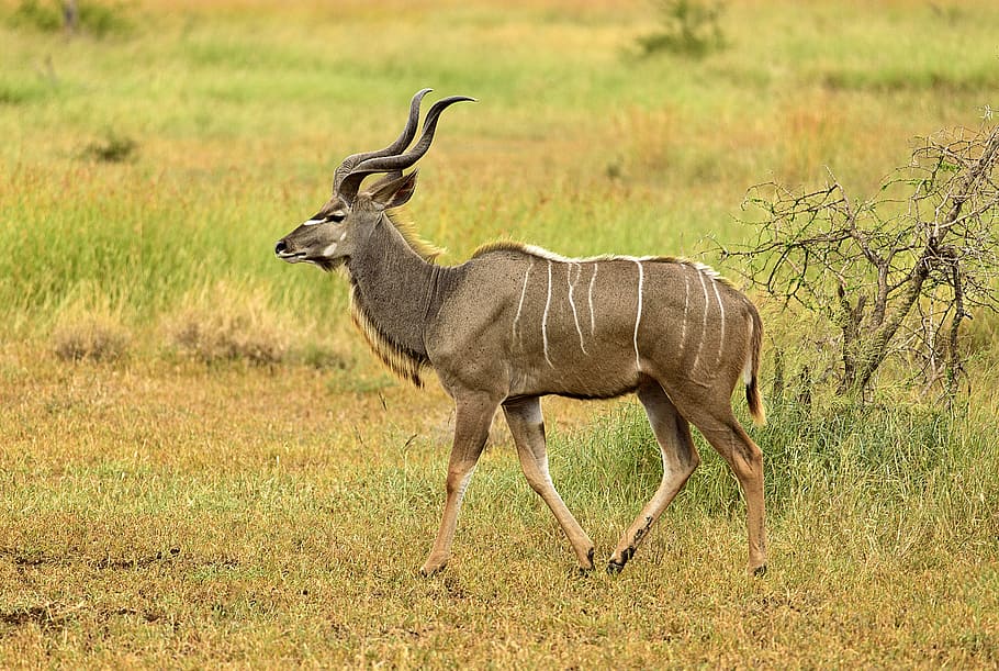 Kudu 1080P, 2K, 4K, 5K HD wallpapers free download | Wallpaper Flare