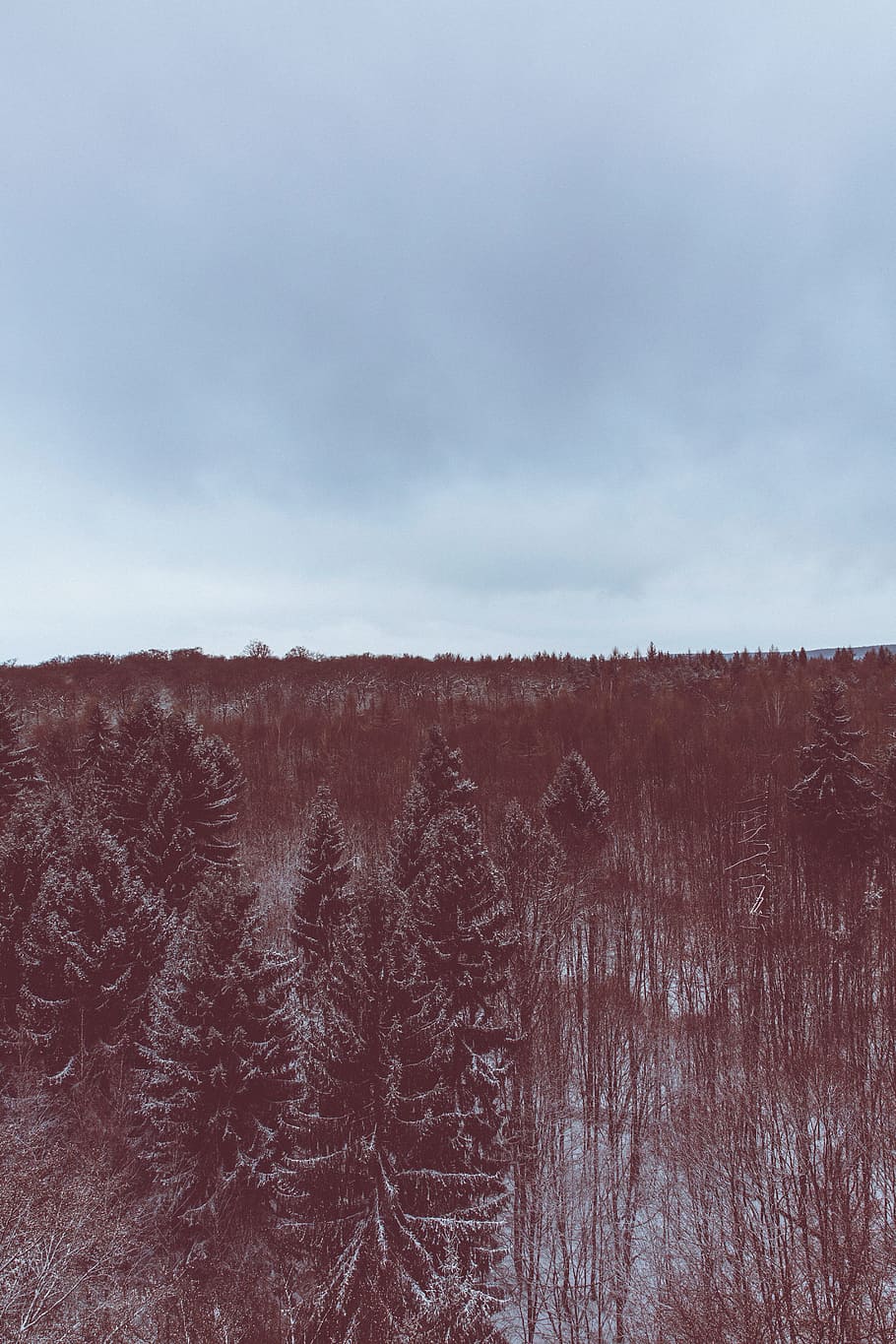 snow, winter, white, cold, weather, ice, trees, plants, nature HD wallpaper