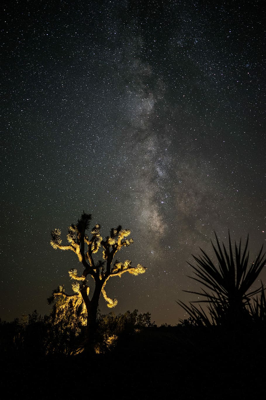 green tree during night time, star - Space, astronomy, galaxy HD wallpaper